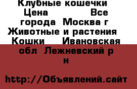 Клубные кошечки › Цена ­ 10 000 - Все города, Москва г. Животные и растения » Кошки   . Ивановская обл.,Лежневский р-н